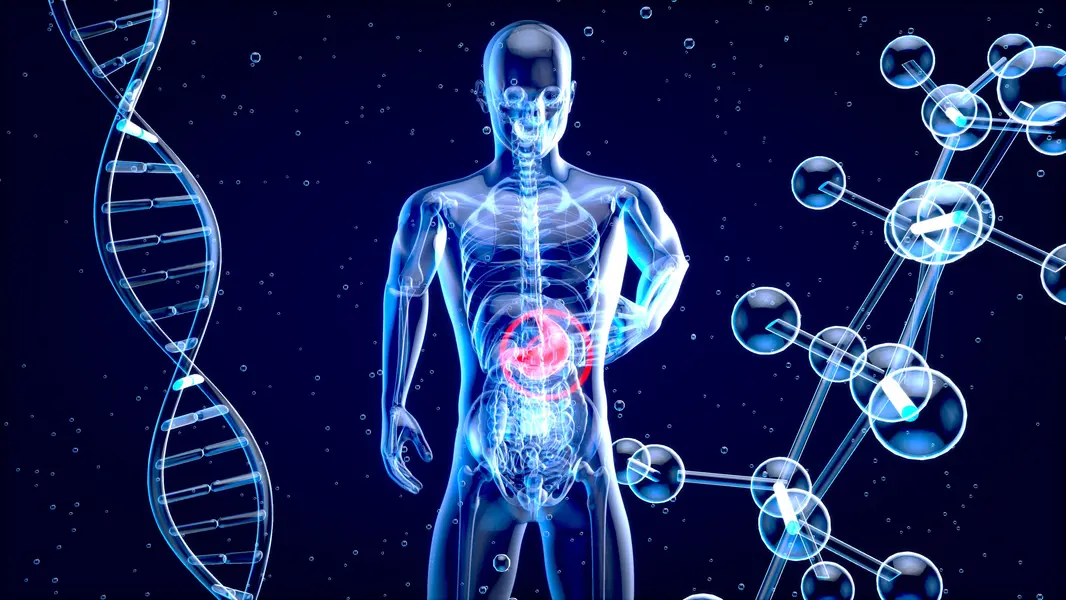Illustration eines menschlichen Körpers, der seine inneren Organe und das Mikrobiom zeigt, umgeben von DNA-Strängen und Molekülen. Die visuelle Darstellung betont die physiologischen Prozesse im Zusammenhang mit der Darm- und Gebärmutterschleimhaut, einschließlich der Rolle von Mikrobiomen und deren Einfluss auf die Gesundheit.