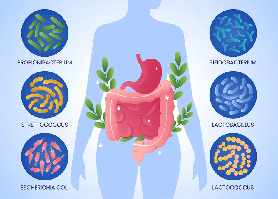 Illustration des menschlichen Mikrobioms im Darm, die visuell die Komplexität der Darmflora darstellt und den Zusammenhang zwischen einer gesunden Mikrobiom-Diversität und energetischem Wohlbefinden verdeutlicht. Die Grafik vermittelt die Beziehungen zwischen verschiedenen Bakteriengruppen, Tight Junctions, und der Darmbarriere, sowie das Zusammenspiel mit der Immunantwort und möglichen Auswirkungen auf die Müdigkeit. Diese Darstellung unterstützt das Verständnis für die Rolle einer ausgeglichenen Darmflora bei der Prävention von Leaky Gut und chronischen Entzündungen, die zu Erschöpfung führen können.